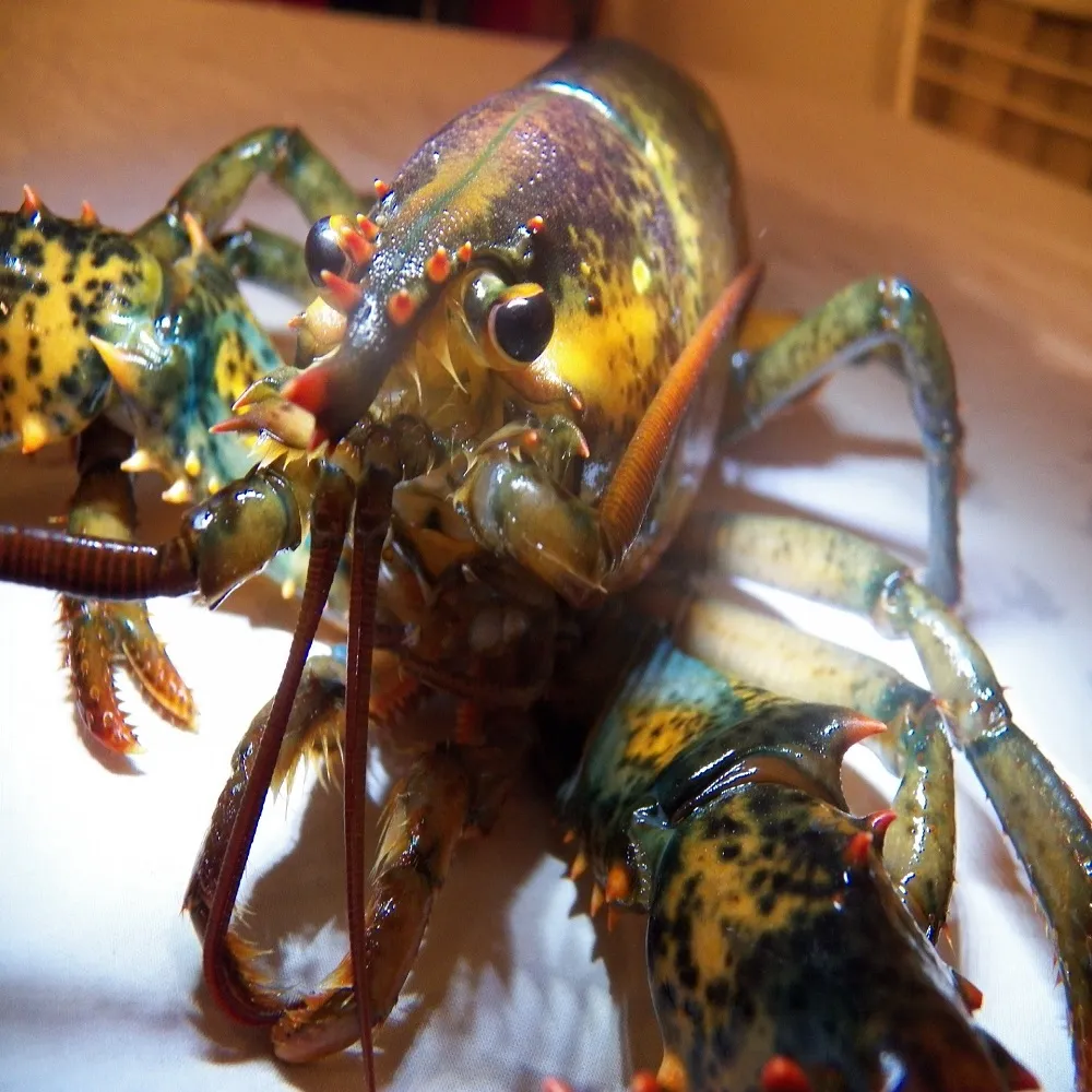 lobster infestation