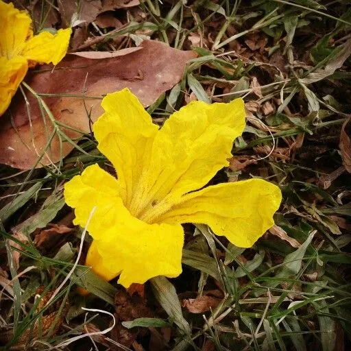 Guayacanes over Cherry