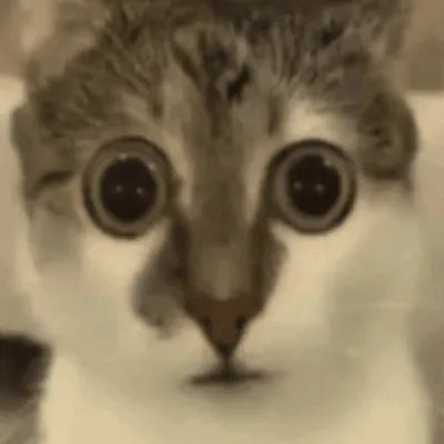 NPLX - Thermal Create+