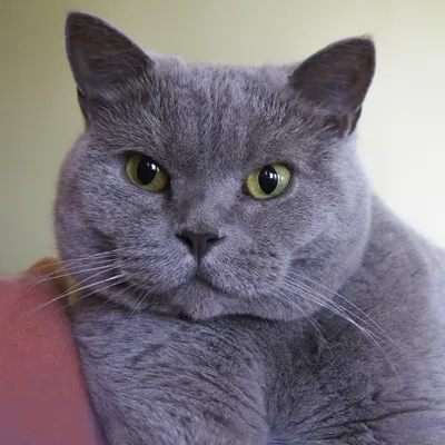 SlashedKit