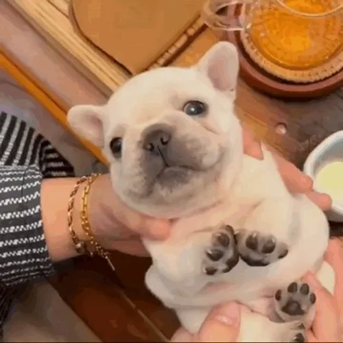 ShadowGov Util Anticheat