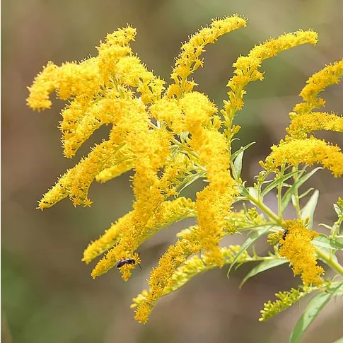 Goldenrod & Ironweed (GRIW)