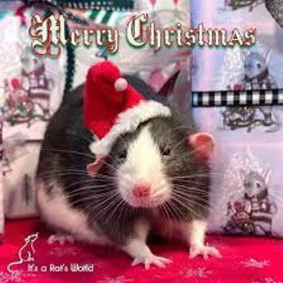 Christmas rat server!!