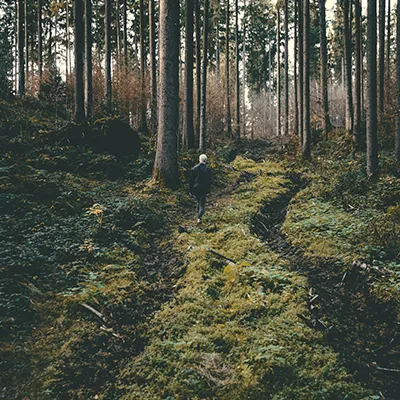 Mythic Forest Mod [DISCONTINUED]