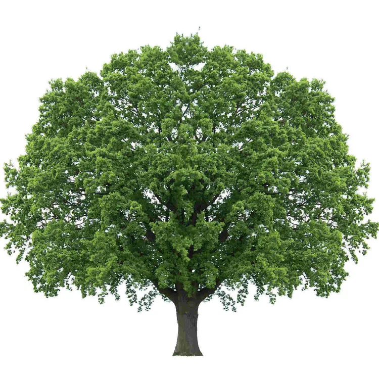 Sky Forest-Language Support Package