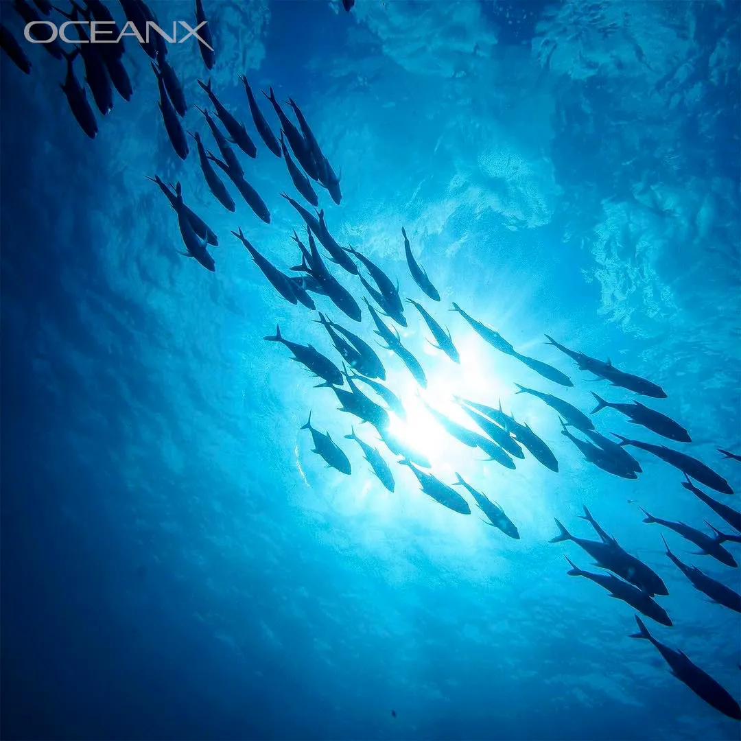 Create: Ink Sac Recipe