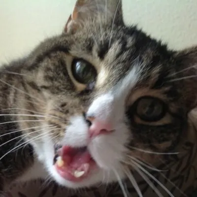 Villous integration Recipes