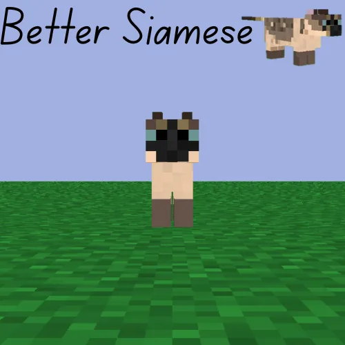 Better Siamese Cat