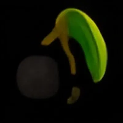 Void Kiwi