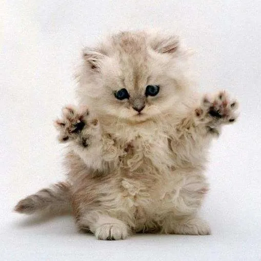 MIAO-More Items And Ores