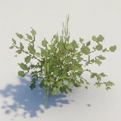 TBC leaves pack