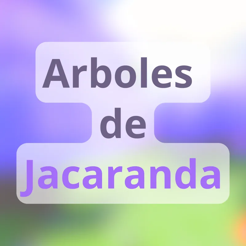 Arboles de Jacaranda