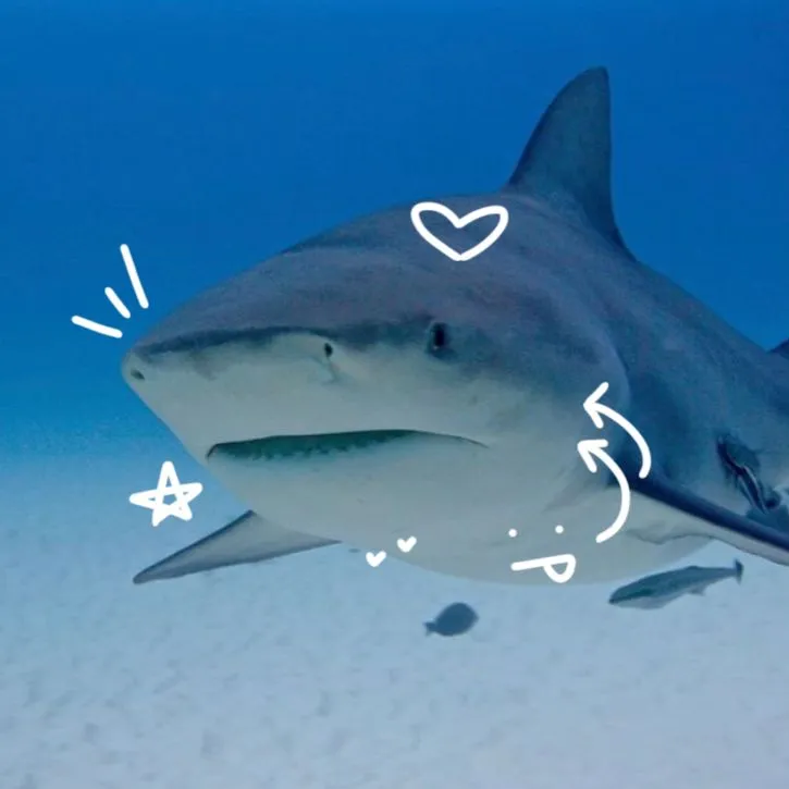 ˖⁺‧☆ Shark GUI ☆‧⁺˖ 🦈