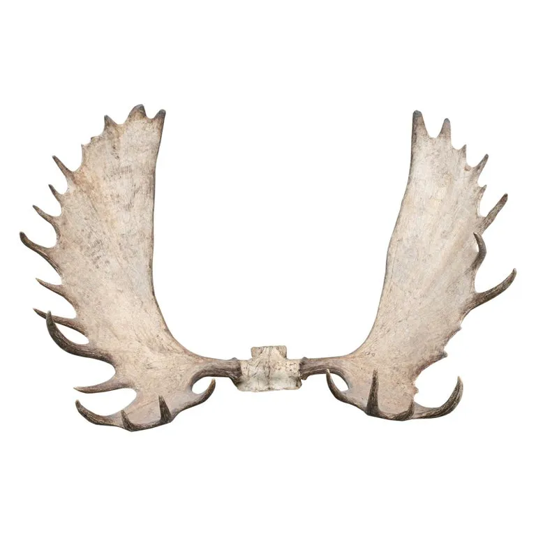 MooseMod