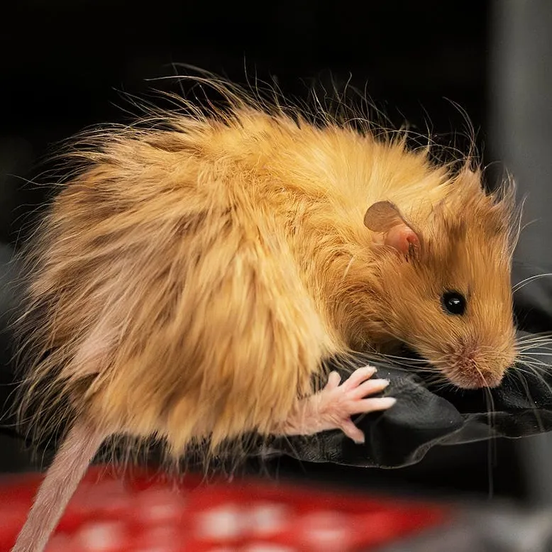 Progressive Mechanics Library