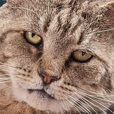 Secret Cats