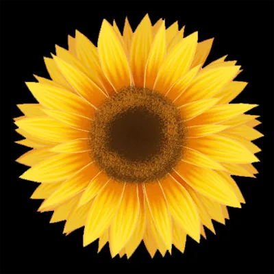 Sunflower for cooking